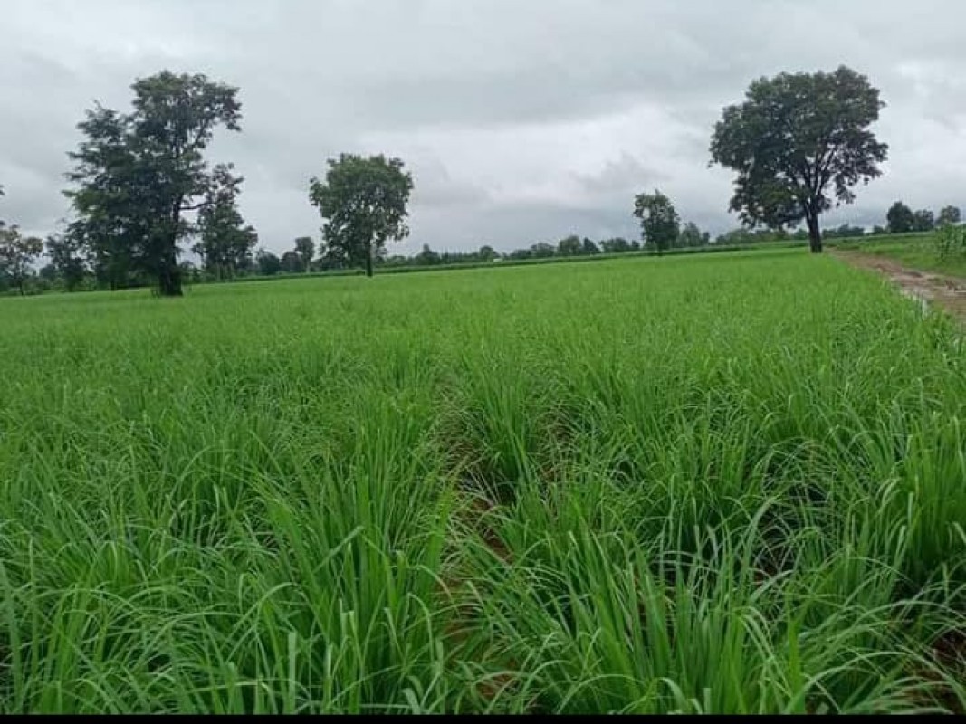 Lemon Grass from Kenya